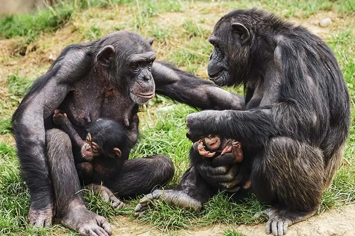 Chimpanzees with Babies